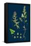 Hieracium Chrysanthum, Var. Microcephalum; Golden-Flowered Hawkweed, Var. B-null-Framed Stretched Canvas