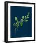 Hieracium Crocatum; Saffron Hawkweed-null-Framed Giclee Print