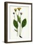 Hieracium Flocculosum Stellately-Downy Hawkweed-null-Framed Giclee Print