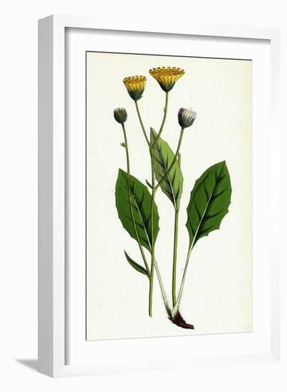 Hieracium Flocculosum Stellately-Downy Hawkweed-null-Framed Giclee Print