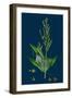 Hieracium Globosum; Globose-Headed Hawkweed-null-Framed Giclee Print