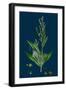 Hieracium Globosum; Globose-Headed Hawkweed-null-Framed Giclee Print