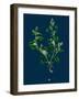 Hieracium Gothicum; Naked-Headed Hawkweed-null-Framed Giclee Print