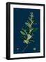 Hieracium Gracilentum; Slender Hawkweed-null-Framed Giclee Print