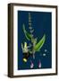 Hieracium Holosericeum; Woolly-Headed Hawkweed-null-Framed Giclee Print