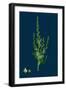 Hieracium Lingulatum; Lingulate-Leaved Hawkweed-null-Framed Giclee Print