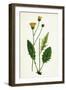 Hieracium Nitidum Scaly-Stalked Hawkweed-null-Framed Giclee Print