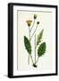 Hieracium Nitidum Scaly-Stalked Hawkweed-null-Framed Giclee Print