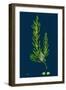 Hieracium Nitidum; Scaly-Stalked Hawkweed-null-Framed Giclee Print