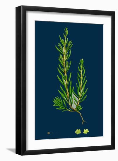 Hieracium Nitidum; Scaly-Stalked Hawkweed-null-Framed Giclee Print