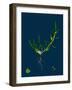 Hieracium Pallidum; Pale Hawkweed-null-Framed Giclee Print