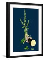 Hieracium Prenanthoides; Rough-Leaved Hawkweed-null-Framed Giclee Print