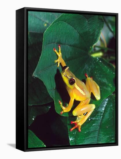 Hieroglyphic Reed Frog, Native to the Camerouns, Africa-David Northcott-Framed Stretched Canvas