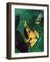 Hieroglyphic Reed Frog, Native to the Camerouns, Africa-David Northcott-Framed Photographic Print