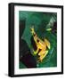 Hieroglyphic Reed Frog, Native to the Camerouns, Africa-David Northcott-Framed Photographic Print