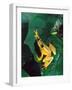 Hieroglyphic Reed Frog, Native to the Camerouns, Africa-David Northcott-Framed Photographic Print