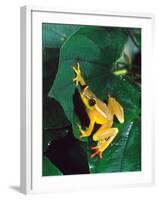 Hieroglyphic Reed Frog, Native to the Camerouns, Africa-David Northcott-Framed Photographic Print