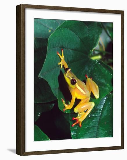 Hieroglyphic Reed Frog, Native to the Camerouns, Africa-David Northcott-Framed Photographic Print