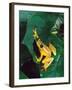 Hieroglyphic Reed Frog, Native to the Camerouns, Africa-David Northcott-Framed Photographic Print