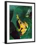 Hieroglyphic Reed Frog, Native to the Camerouns, Africa-David Northcott-Framed Photographic Print