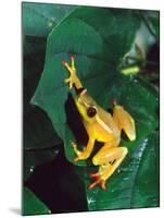 Hieroglyphic Reed Frog, Native to the Camerouns, Africa-David Northcott-Mounted Photographic Print