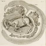 An Animal in the Womb, 1738-Hieronymus Fabricius ab Aquapendente-Giclee Print