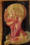 Anatomical Drawing of the Human Head-Hieronymus Fabricius ab Aquapendente-Giclee Print