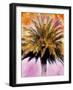 Hifi Palms IV-null-Framed Photographic Print