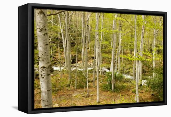 High Altitude Beech Forest in Spring-null-Framed Stretched Canvas