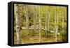 High Altitude Beech Forest in Spring-null-Framed Stretched Canvas