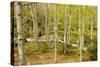 High Altitude Beech Forest in Spring-null-Stretched Canvas