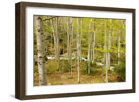 High Altitude Beech Forest in Spring-null-Framed Photographic Print