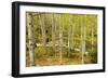 High Altitude Beech Forest in Spring-null-Framed Photographic Print