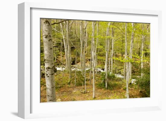 High Altitude Beech Forest in Spring-null-Framed Photographic Print