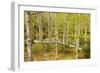 High Altitude Beech Forest in Spring-null-Framed Photographic Print