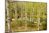 High Altitude Beech Forest in Spring-null-Mounted Photographic Print