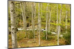 High Altitude Beech Forest in Spring-null-Mounted Photographic Print