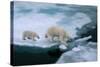 High Angle of Mother Polar Bear and Cub Walking on Ice Floe in Arctic Ocean North of Svalbard Norwa-FloridaStock-Stretched Canvas