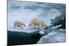 High Angle of Mother Polar Bear and Cub Walking on Ice Floe in Arctic Ocean North of Svalbard Norwa-FloridaStock-Mounted Photographic Print