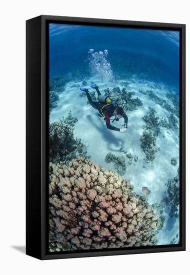 High Angle View of a Scuba Diver Diving in Shallow Water Close to Coral Reef-Mark Doherty-Framed Stretched Canvas