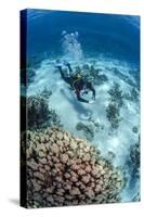 High Angle View of a Scuba Diver Diving in Shallow Water Close to Coral Reef-Mark Doherty-Stretched Canvas