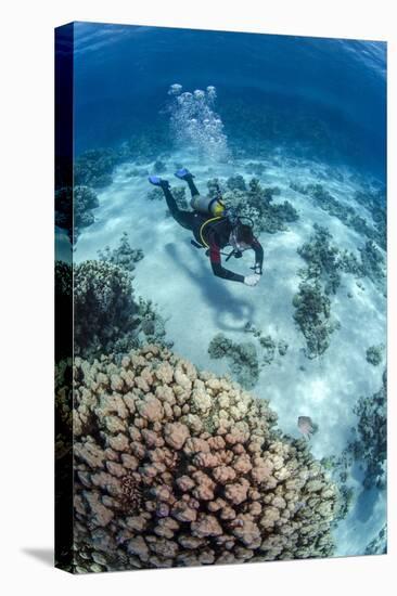 High Angle View of a Scuba Diver Diving in Shallow Water Close to Coral Reef-Mark Doherty-Stretched Canvas