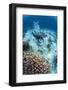 High Angle View of a Scuba Diver Diving in Shallow Water Close to Coral Reef-Mark Doherty-Framed Photographic Print