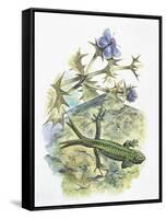 High Angle View of a Wall Lizard-null-Framed Stretched Canvas