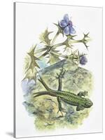 High Angle View of a Wall Lizard-null-Stretched Canvas