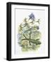 High Angle View of a Wall Lizard-null-Framed Giclee Print