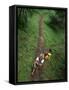 High Angle View of a Young Couple Hiking on a Forest Trail-null-Framed Stretched Canvas