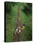 High Angle View of a Young Couple Hiking on a Forest Trail-null-Stretched Canvas