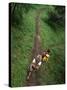 High Angle View of a Young Couple Hiking on a Forest Trail-null-Stretched Canvas