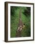 High Angle View of a Young Couple Hiking on a Forest Trail-null-Framed Photographic Print